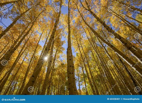 Aspen Trees In Fall Ultra Wide Angle Shot Stock Image Image Of Road