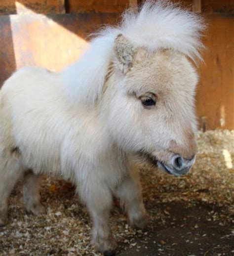 Bbc Breakfast Meet Teddy The Shetland Pony Who Has More Cute