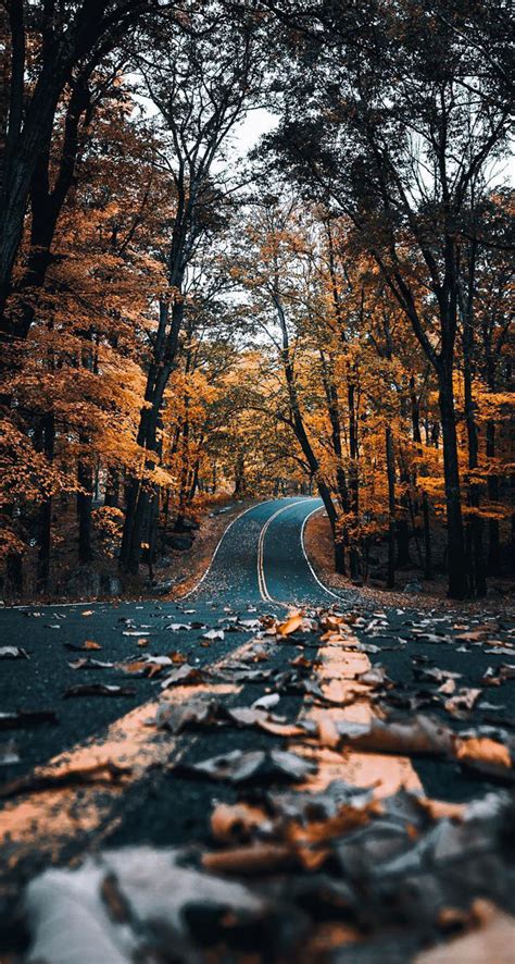 Autumn Road With Leaves The Iphone Wallpapers