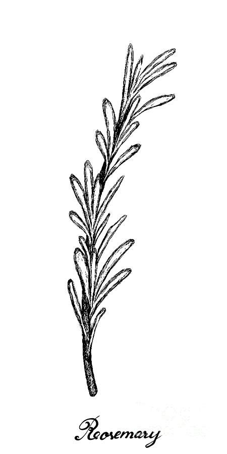 Hand Drawn Of Fresh Rosemary Plant On White Drawing By Iam Nee Fine