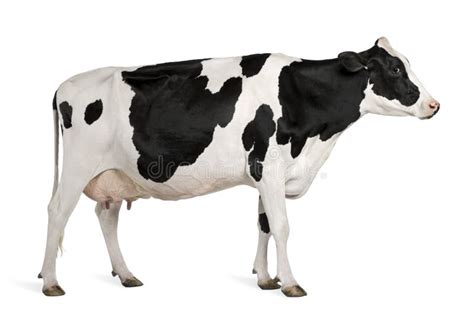Cow Is Isolated Stock Image Image Of Domestic Mammal 10689925