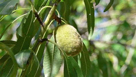 Sep 21, 2017 · many types of nut trees exist, but the most common types include almond, butternut, chestnut, hickory, pecan and walnut. Identifying Nut Trees | Garden Guides