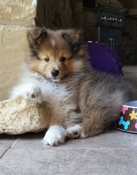 Shetland Sheepdog Energetic And Playful Shetland Sheepdog Puppies