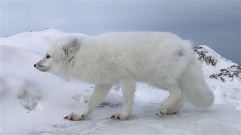 Incredible Up Close Arctic Fox Encounter Arctic Kingdom Youtube