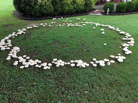 Fairy Rings Curious Product Of Mushrooms Decomposing Clippings Debris