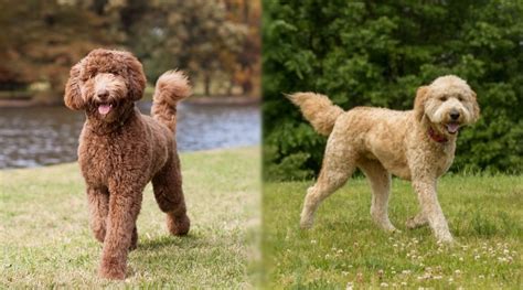 Which Is Better The Lapadoodle Or Standard Poodles