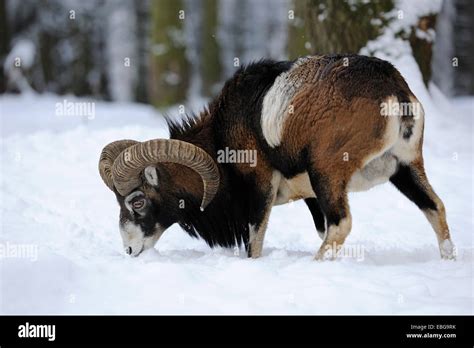 European Mouflon Ovis Ammon Musimon Ram Standing In The Snow