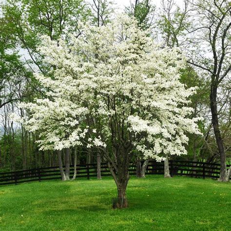 Most flowering trees bloom during the spring and summer; White Dogwood | Dogwood trees, Ornamental trees, Flowering ...