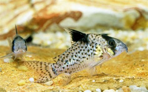 10 Types Of Cory Catfish Popular And Beautiful Species Aquariumnexus