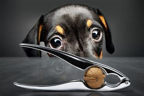 The second scenario, my dog got hit by a car but seems fine. Is There an Alternative to Getting My Dog Surgically ...