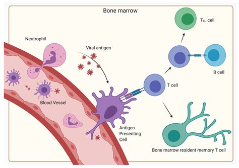 80 Plasma Cells In Bone Marrow
