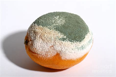 Moldy Orange Photograph By Photo Researchers Inc Pixels