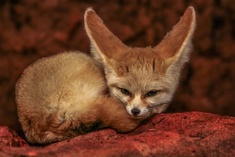 How Many Fennec Foxes Are Left In The World Disa