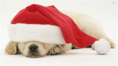 Puppy Sleeping Under Santas Hat Wallpaper Animal Wallpapers 51875