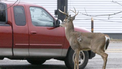 Ohio Hunters Took Fewer Deer This Year During Muzzleloader Season