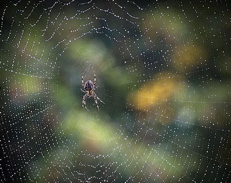 Spider Magic Silk Spinnerets Webs And Curious Oddities