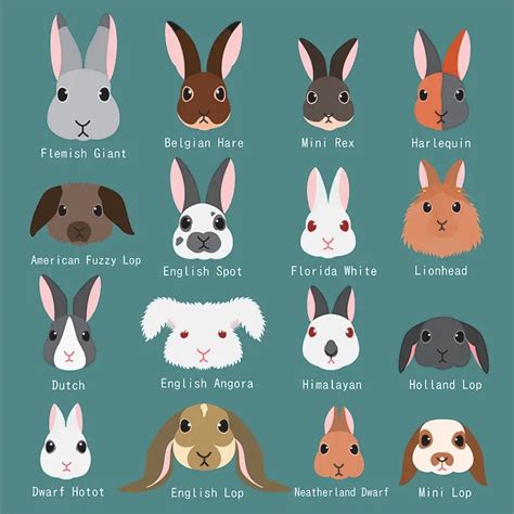 16 Best Rabbit Breeds That Make Good Pets Daily Bunny