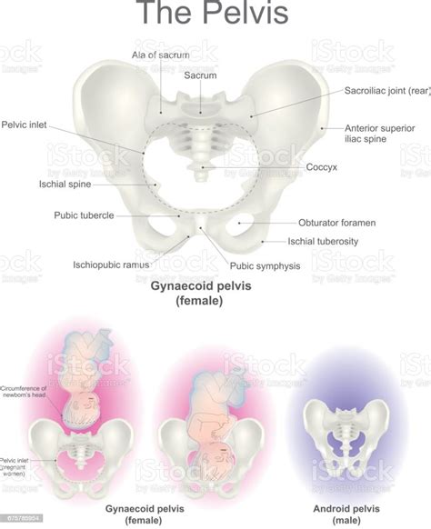 The Pelvis Reproductive Organs Femel Stock Illustration Download