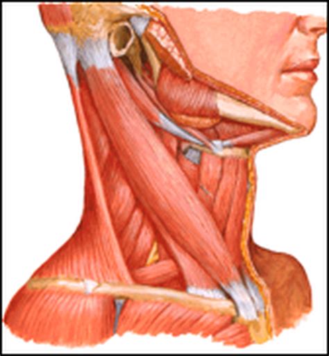 There are many muscles around the neck that help to support the cervical spine and allow you to move your head in different directions. Tight Muscles of the Upper Back and Neck | Roland Jeffery ...