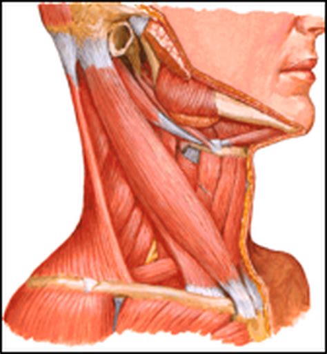 Does it make you feel like you are having a heart attack? Tight Muscles of the Upper Back and Neck | Roland Jeffery ...