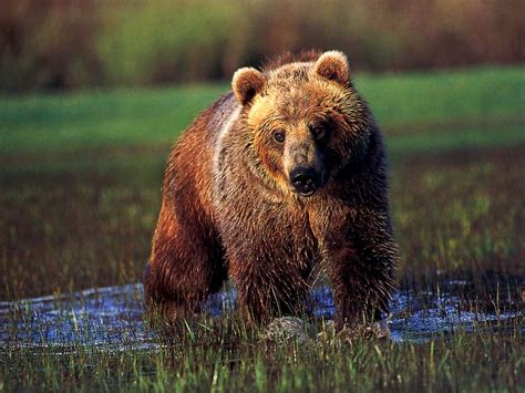 Wild Life Animal Grizzly Bear Is Active Animal