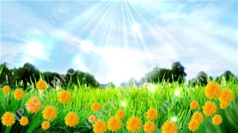 Spring Meadow Of Dandelions Animated Background Video Footage Youtube