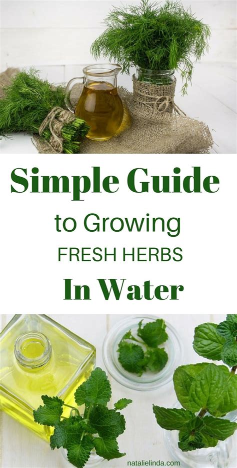 Learn How To Grow Herbs In Water So That You Can Have Fresh Herbs At