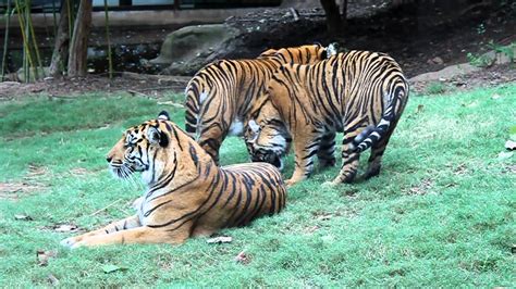 Rare Endangered Sumatran Tigers Playing At The Atlanta Zoo Amazing