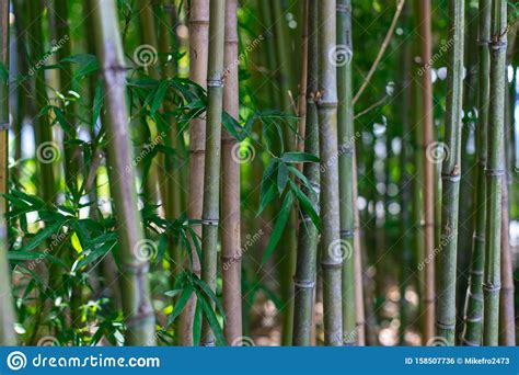 The Stalks Of Bamboo Green Bamboo Closeup Stock Photo Image Of