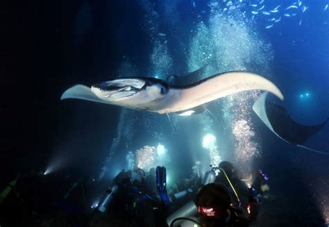 Manta Night Dive In Kona Hawaii Scuba Diving Bucket List Kona Hawaii