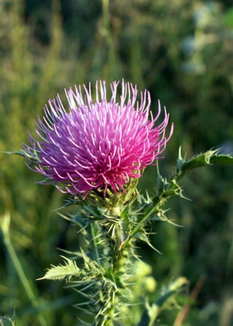 What Are The Different Types Of Thistles Hunker