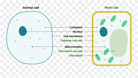 Animal And Plant Cell Diagram For Kids Clipart 2254452 Pinclipart