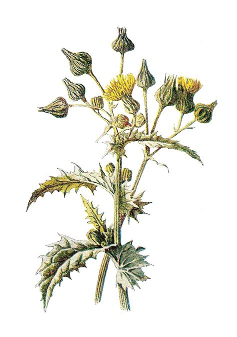 Antique Images Digital Wildflower Image Sow Thistle