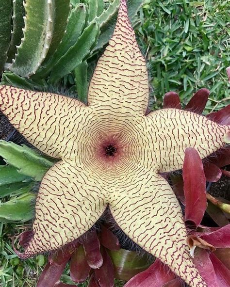 Dasign Source On Instagram “a Stunning Starfish Flower Stapelia
