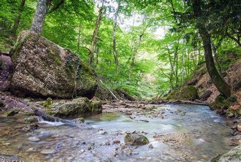 Mountain River In Forest Stock Photo Image Of Jungle 89385336