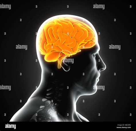 Anatomía Del Cerebro Humano Fotografía De Stock Alamy