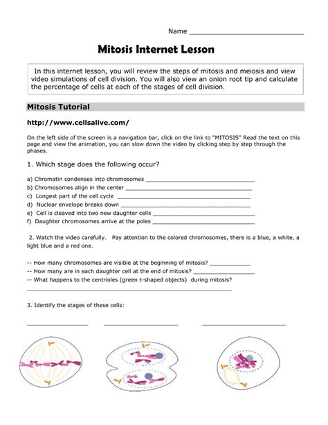 In this activity, you will use the following web pages to examine the processes of mitosis and meiosis. Cells Alive Meiosis Phase Worksheet Answers - Nidecmege