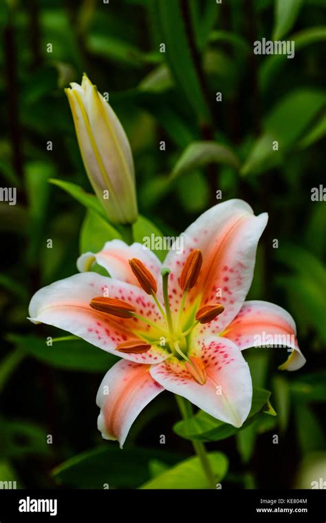 Salmon Star Lily Banque De Photographies Et Dimages à Haute Résolution