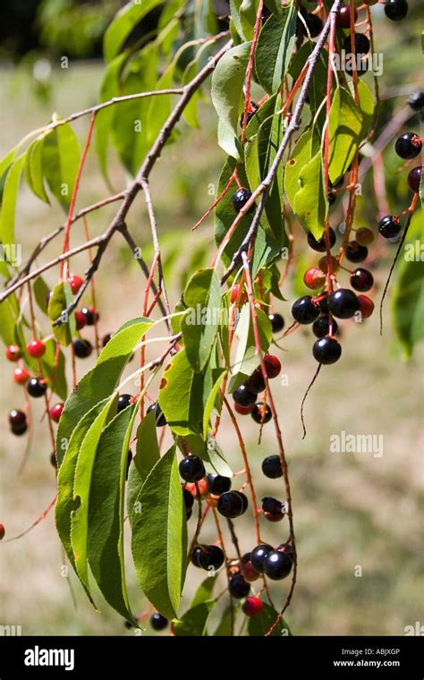Chokecherry Prunus Virginiana Stock Photo Alamy