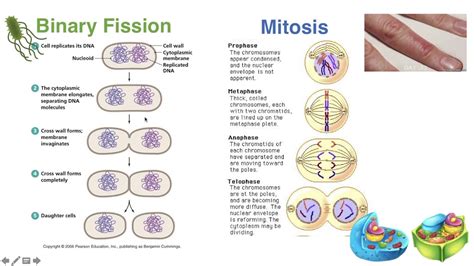 Explain How Mitosis Differs To Binary Fission