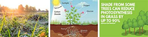 However, if you live in a region that is known for extreme summers, you may want to protect your plants from potential sunburn. How much sunlight does my lawn need?