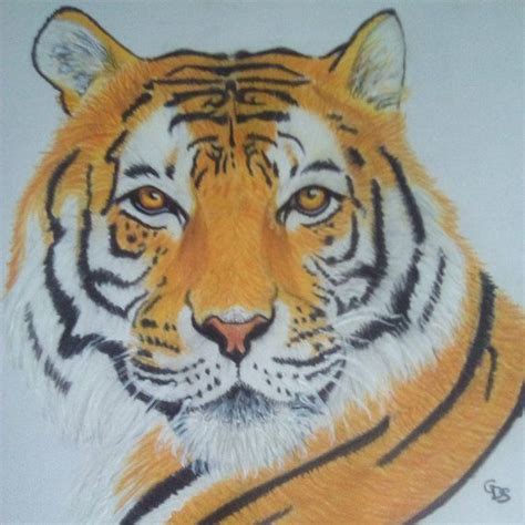 Dessin Tigre R Aliste Etsy Art Drawings Sketches Simple Art