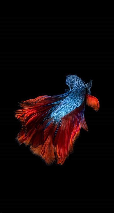 Pin By Alex Goldenski On Iphone Wallpaper Fish Wallpaper Iphone