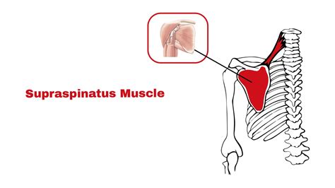 Supraspinatus Muscle Anatomy Function Statcardiologist