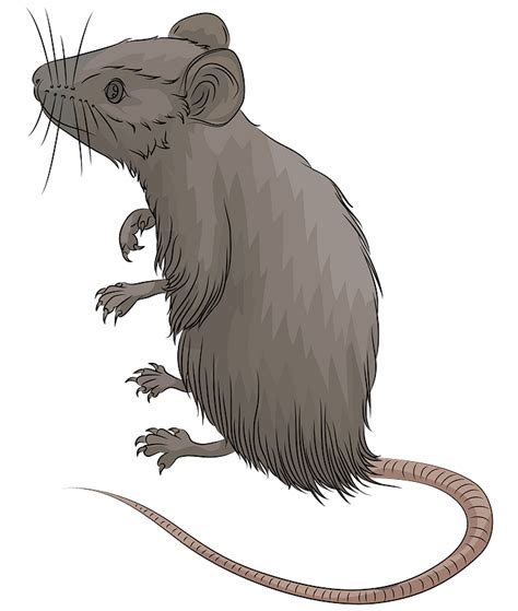 Mice Clipart Transparent Png Clipart Images Free Download Clipartmax Images