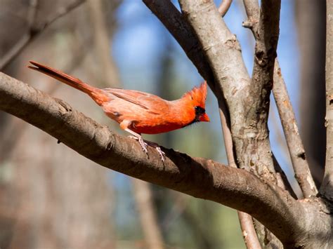 Young Male Northern Cardinal Ready To Take Off Smithsonian Photo