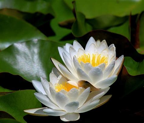 Two White Water Lilies With Yellow Centers In The Middle Of Some Green