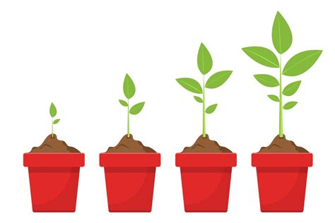 Plant Growing Stages Vector Art At Vecteezy