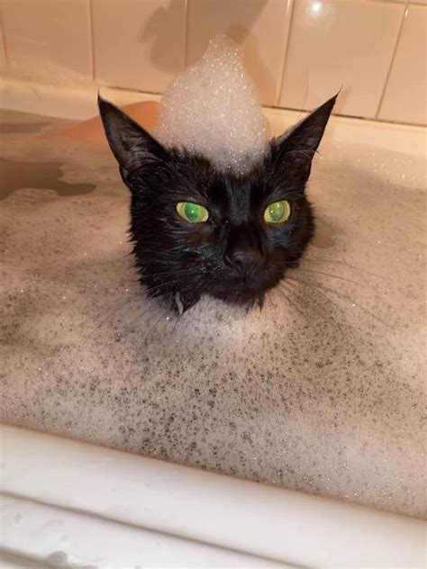 Gatinha Que Adora água Toma Banho Todos Os Dias Com Sua Tutora