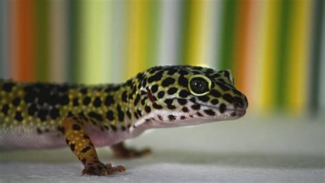 Complete Guide To Leopard Gecko Care